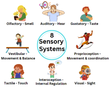 8 sensory systems